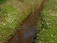 NL, Noord-Brabant, Boxtel, De Scheeken 3, Saxifraga-Jan van der Straaten