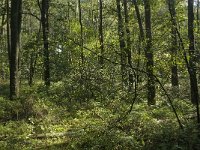 NL, Noord-Brabant, Boxtel, Fransman 1, Saxifraga-Jan van der Straaten