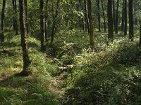 NL, Noord-Brabant, Boxtel, Fransman 3, Saxifraga-Jan van der Straaten