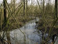 NL, Noord-Brabant, Boxtel, Het Speet 1, Saxifraga-Jan van der Straaten