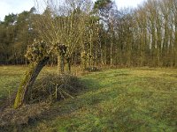 NL, Noord-Brabant, Boxtel, Het Speet 14, Saxifraga-Jan van der Straaten