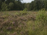 NL, Noord-Brabant, Boxtel, Het Speet 28, Saxifraga-Jan van der Straaten