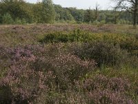 NL, Noord-Brabant, Boxtel, Het Speet 30, Saxifraga-Jan van der Straaten