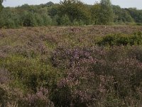 NL, Noord-Brabant, Boxtel, Het Speet 31, Saxifraga-Jan van der Straaten