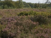 NL, Noord-Brabant, Boxtel, Het Speet 32, Saxifraga-Jan van der Straaten