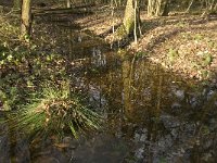 NL, Noord-Brabant, Boxtel, Het Speet 4, Saxifraga-Jan van der Straaten