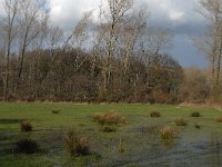 NL, Noord-Brabant, Boxtel, Hezelaarsbroek 1, Saxifraga-Jan van der Straaten