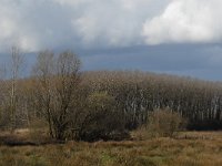 NL, Noord-Brabant, Boxtel, Hezelaarsbroek 3, Saxifraga-Jan van der Straaten