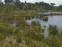 NL, Noord-Brabant, Boxtel, Huisvennen 5, Saxifraga-Jan van der Straaten