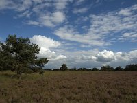 NL, Noord-Brabant, Boxtel, Kampina 1, Saxifraga-Jan van der Straaten