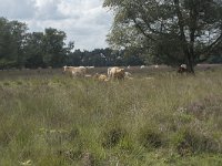 NL, Noord-Brabant, Boxtel, Kampina, Groot Vak 2, Saxifraga-Willem van Kruijsbergen