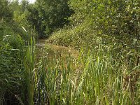 NL, Noord-Brabant, Boxtel, Kampina, Heiloop 1, Saxifraga-Jan van der Straaten