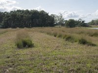 NL, Noord-Brabant, Boxtel, Kampina, Huisvennen 1, Saxifraga-Willem van Kruijsbergen