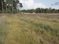 NL, Noord-Brabant, Boxtel, Kampina, Huisvennen 10, Saxifraga-Willem van Kruijsbergen