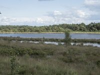 NL, Noord-Brabant, Boxtel, Kampina, Huisvennen 12, Saxifraga-Willem van Kruijsbergen