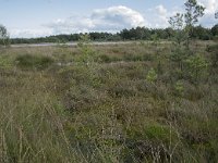 NL, Noord-Brabant, Boxtel, Kampina, Huisvennen 4, Saxifraga-Willem van Kruijsbergen