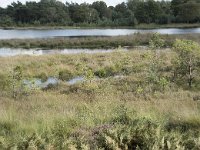 NL, Noord-Brabant, Boxtel, Kampina, Huisvennen 7, Saxifraga-Willem van Kruijsbergen, trilveen