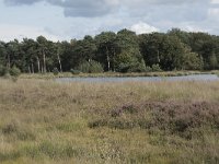 NL, Noord-Brabant, Boxtel, Kampina, Huisvennen 9, Saxifraga-Willem van Kruijsbergen