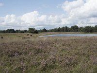 NL, Noord-Brabant, Boxtel, Kampina, Kromvennen 1, Saxifraga-Willem van Kruijsbergen