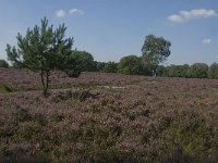 NL, Noord-Brabant, Boxtel, Kampina, Kromvennen 9, Saxifraga-Jan van der Straaten