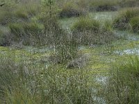 NL, Noord-Brabant, Boxtel, Kampina, Lelieven 2, Saxifraga-Willem van Kruijsbergen, veenvorming