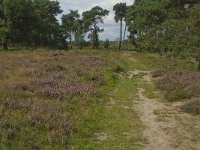 NL, Noord-Brabant, Boxtel, Kampina, Witte Bergen 6, Saxifraga-Jan van der Straaten