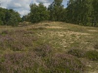 NL, Noord-Brabant, Boxtel, Kampina, Witte Bergen 7, Saxifraga-Jan van der Straaten