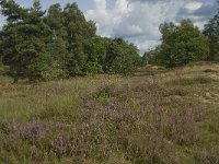 NL, Noord-Brabant, Boxtel, Kampina, Witte Bergen 9, Saxifraga-Jan van der Straaten