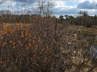 NL, Noord-Brabant, Boxtel, Kattelaarsput 5, Saxifraga-Jan van der Straaten