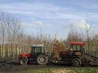 NL, Noord-Brabant, Boxtel, Koppenhoef 1, Saxifraga-Jan van der Straaten