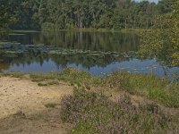 NL, Noord-Brabant, Boxtel, Palingven 2, Saxifraga-Jan van der Straaten