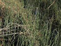 NL, Noord-Brabant, Boxtel, Rooije Steeg 16, Saxifraga-Jan van der Straaten