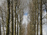 NL, Noord-Brabant, Boxtel, Rooije Steeg 8, Saxifraga-Jan van der Straaten