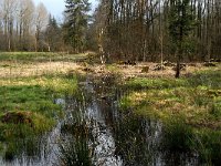 NL, Noord-Brabant, Boxtel, Rooije Steeg 9, Saxifraga-Jan van der Straaten