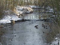 NL, Noord-Brabant, Boxtel, Smalwater 17, Saxifraga-Jan van der Straaten