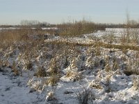 NL, Noord-Brabant, Boxtel, Smalwater 8, Saxifraga-Jan van der Straaten