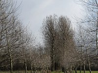 NL, Noord-Brabant, Boxtel, Vleeschbroek 2, Saxifraga-Jan van der Straaten