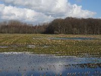 NL, Noord-Brabant, Boxtel, Vleeschbroek 3, Saxifraga-Jan van der Straaten