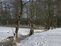 NL, Noord-Brabant, Eindhoven, Collse Zeggen 4, Saxifraga-Marijke Verhagen