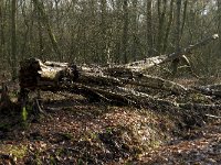 NL, Noord-Brabant, Eindhoven, De Bogten 6, Saxifraga-Jan van der Straaten