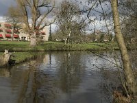 NL, Noord-Brabant, Eindhoven, Dommel and Tongelreep 9, Saxifraga-Marijke Verhagen