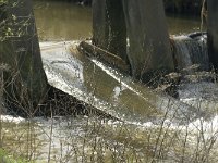 NL, Noord-Brabant, Eindhoven, Genneper Watermolen 7, Saxifraga-Jan van der Straaten