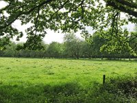 NL, Noord-Brabant, Eindhoven, Gijzenrooi 1, Saxifraga-Tom Heijnen