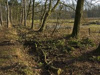 NL, Noord-Brabant, Eindhoven, Lage Heide 10, Saxifraga-Jan van der Straaten