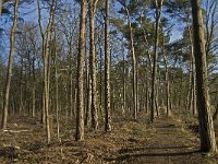 NL, Noord-Brabant, Eindhoven, Lage Heide 9, Saxifraga-Jan van der Straaten