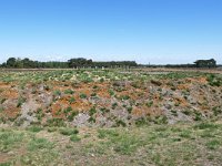 NL, Netherlands, Goirle, Regte Heide 1, Saxifraga-Tom Heijnen