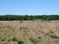 NL, Netherlands, Goirle, Regte Heide 3, Saxifraga-Tom Heijnen