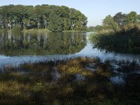 NL, Noord-Brabant, Goirle, Bankven 3, Saxifraga-Jan van der Straaten