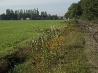 NL, Noord-Brabant, Goirle, Breehees 3, Saxifraga-Jan van der Straaten