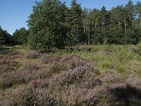 NL, Noord-Brabant, Goirle, Gemeentebossen 1, Saxifraga-Willem van Kruijsbergen